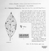 Phyllosticta wistariae image